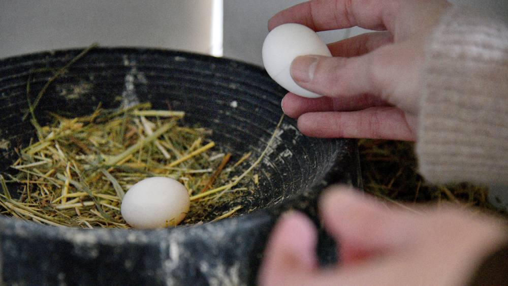 In ein Nest wird ein zweites EI gelegt.