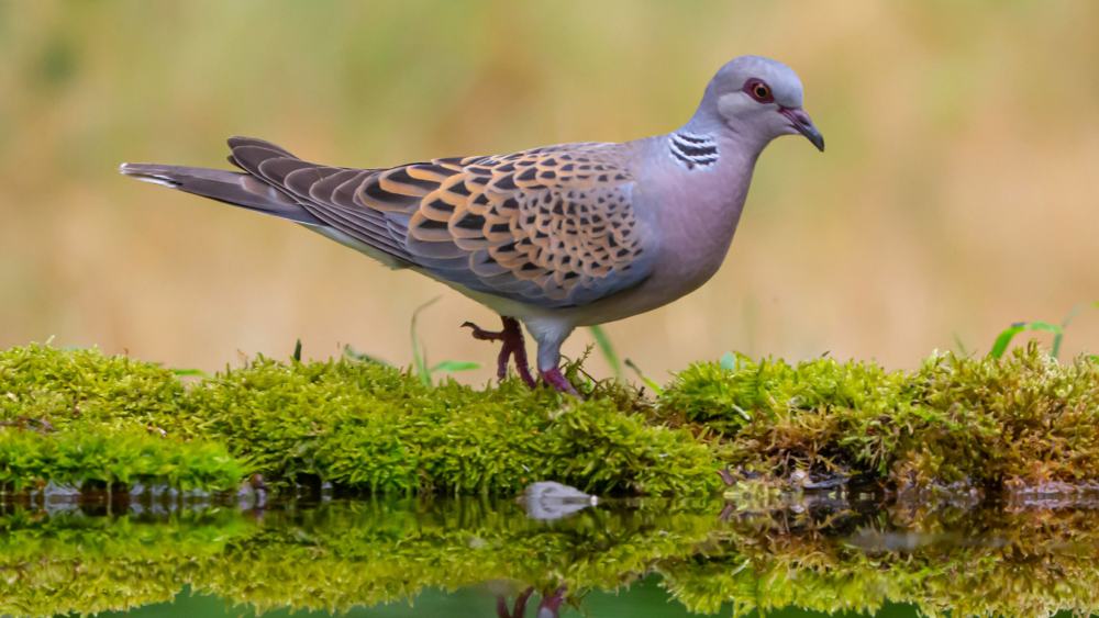 Eine braun-rosa Taube läuft auf Moos