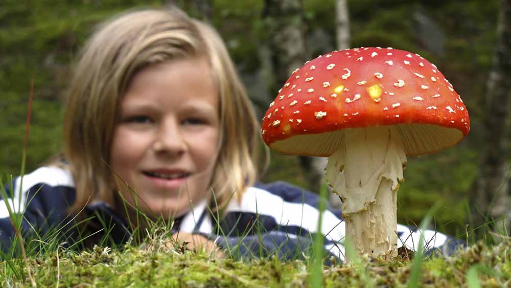 Junge liegt auf Rasen und schaut auf weiß-roten Pilz