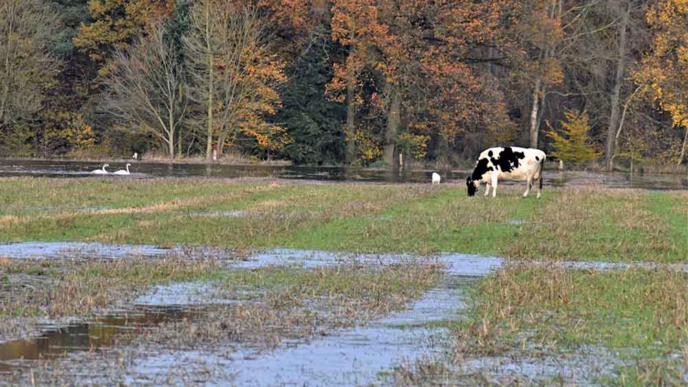 Kuh steht auf einer Weide, um sie herum Wasser