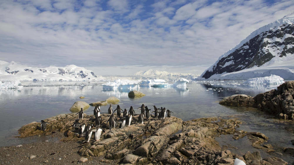 Eselspinguin (Pygoscelis papua) im Neko Harbour, Andvord Bay, Antarktis