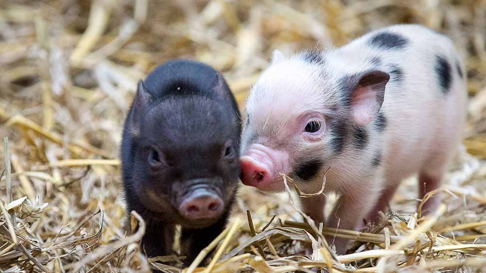 Zwei kleine Schweine auf Stroh