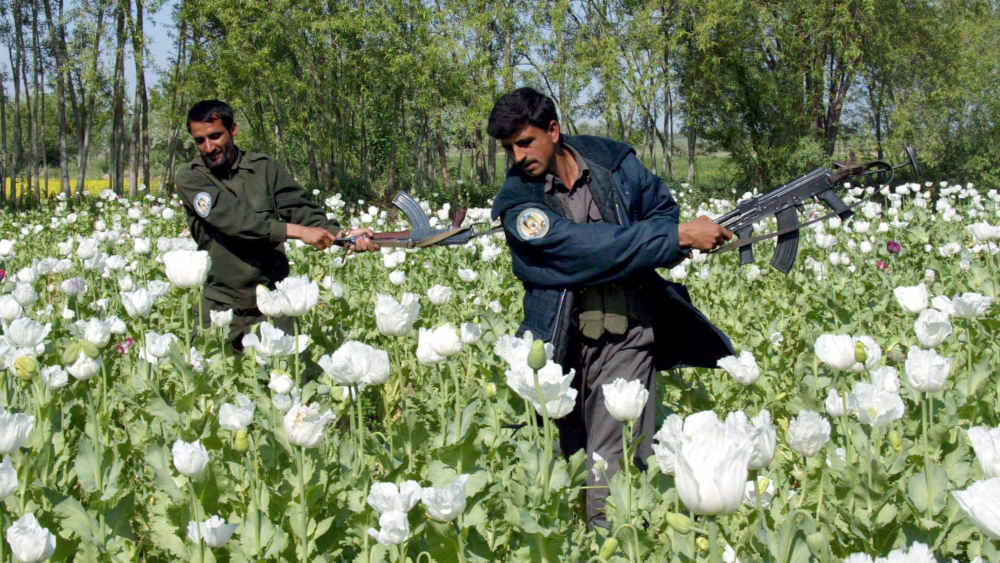 Afghanischer Polizisten zerstören Mohnfeld zur Eindämmung des Opiumhandels