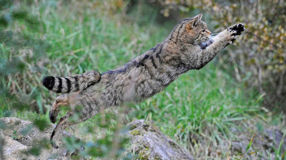 Katz macht einen großen Sprung auf einer Rasenfläche