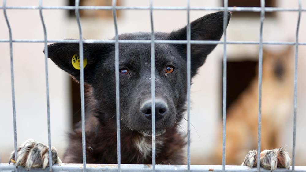 Ein schwarzer Hund mit Stehohren hinter Gittern