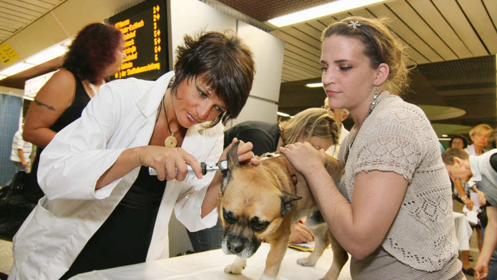 Tierärztin untersucht einen Hund