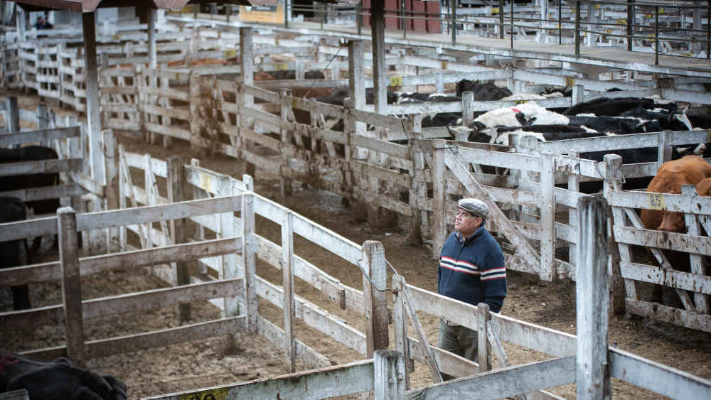 Stall einer argentinischen Viehzucht