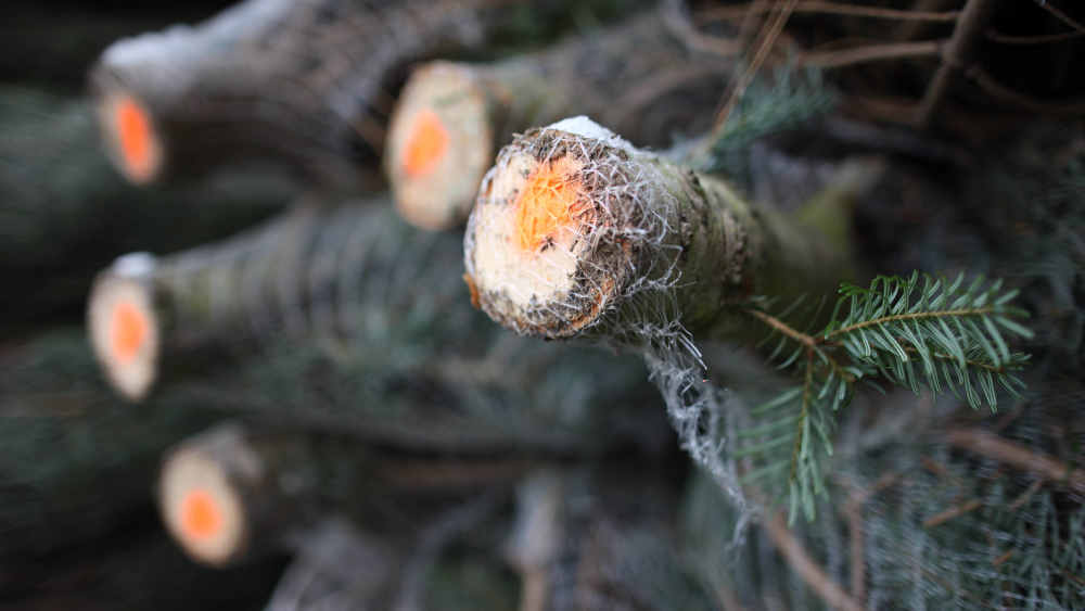 Baumstümpfe von Tannenbäumen