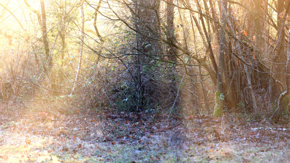 Goldenes Sonnenlicht durchflutet Wald nach Frostnacht