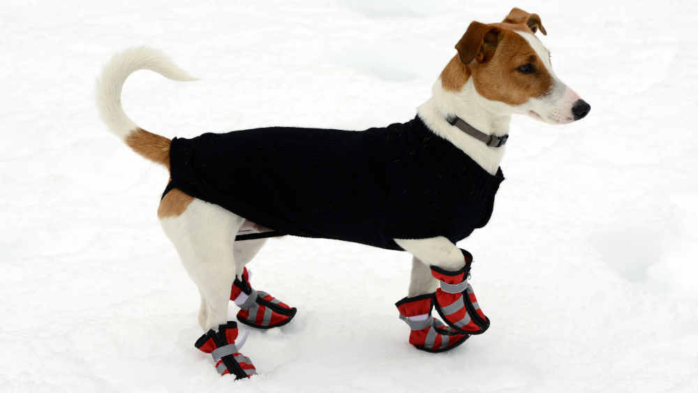 Hund mit Winterkleidung im Schnee