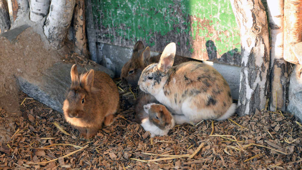 Kaninchenfamilie im Freigehege
