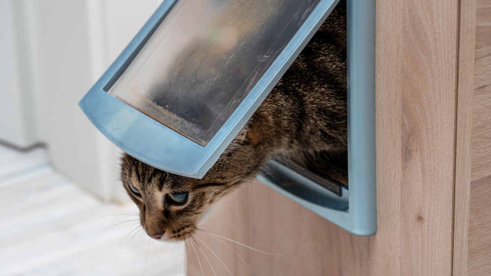 Katze steckt Kopf durch Katzenklappe